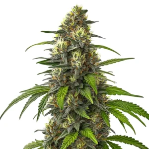 Cafe Racer Autoflower cannabis plant with green leaves and resin-covered buds, featuring bright orange pistils and a dense structure.