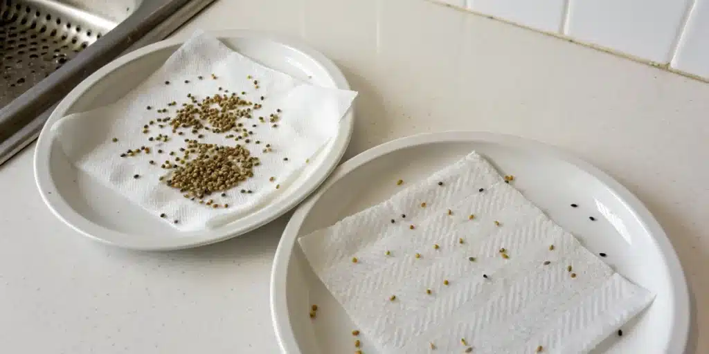 Detailed view of cannabis seeds in a zip-lock bag with a damp paper towel for germination.