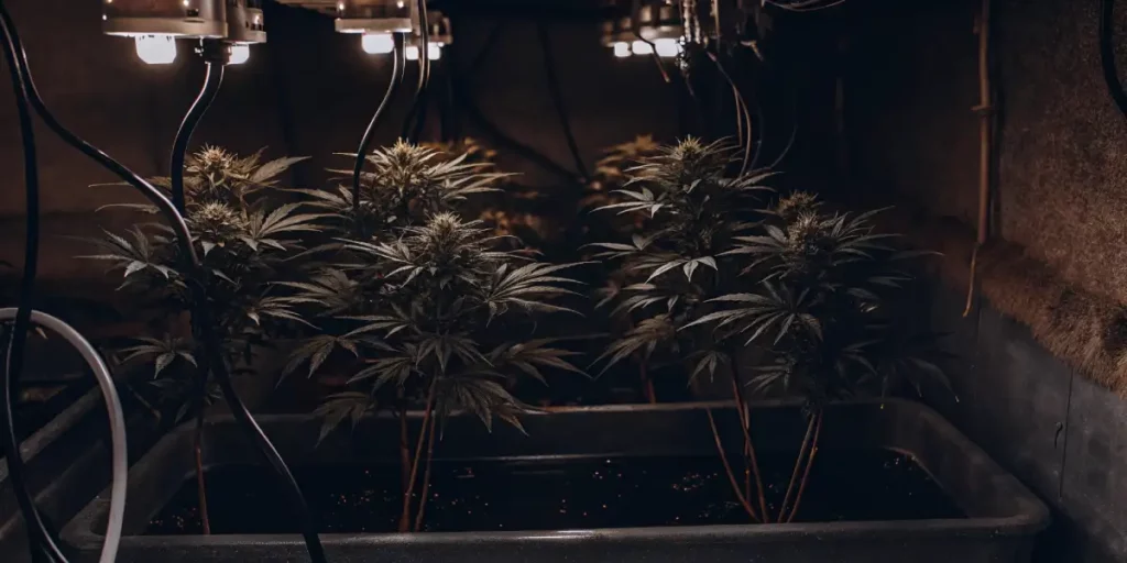 Mature indoor cannabis plants under warm grow lights in a dark hydroponic setup.