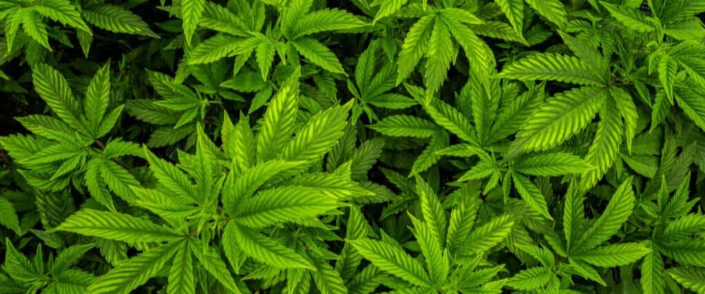 Recognizing Gender in Cannabis Plants Early On