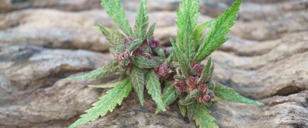 Discover top cannabis strains for enhancing sensitivity and reducing anxiety