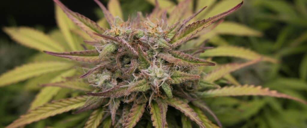 Learn about the historical use of cannabis in sexual enhancement.