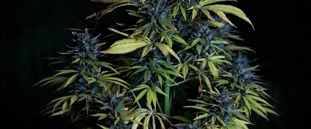 Investigate scientific studies revealing the effects of cannabis on sex.