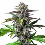 Blue Lobster cannabis bud with purple hues, dense trichomes, and bright orange pistils.