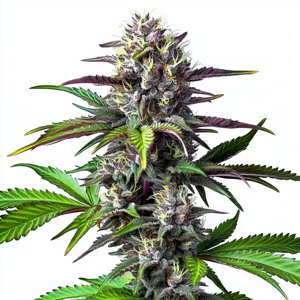 Blue Lobster cannabis bud with purple hues, dense trichomes, and bright orange pistils.