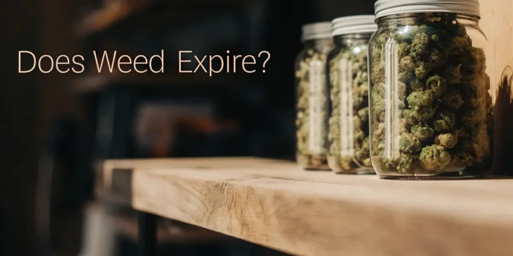Three glass jars of dried cannabis buds on a wooden shelf, with "Does Weed Expire?" text.