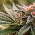 Close-up of Cherry Pie OG buds showcasing vibrant colors and sticky resin.