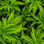 Cannabis growing with the right companion plants