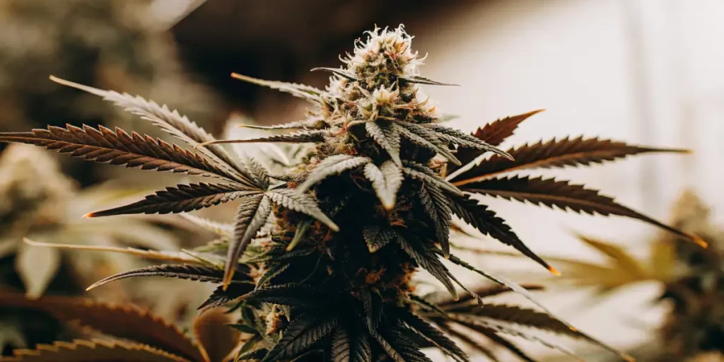 Dark green cannabis bud with purple tones, covered in trichomes, surrounded by sharp, pointed leaves.