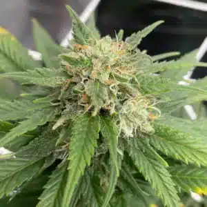 Macro shot of a mature Dougs Varin cannabis bud covered in trichomes with orange pistils, ready for harvest.