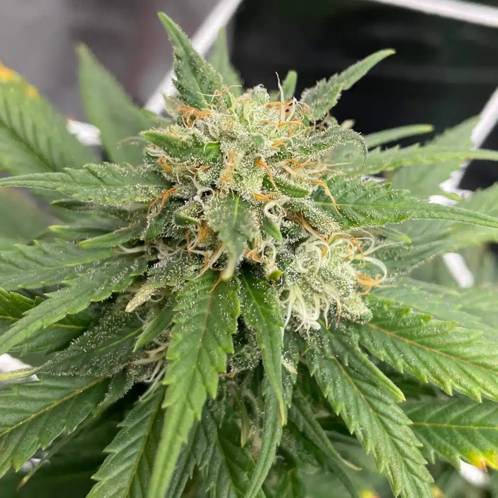 Macro shot of a mature Dougs Varin cannabis bud covered in trichomes with orange pistils, ready for harvest.