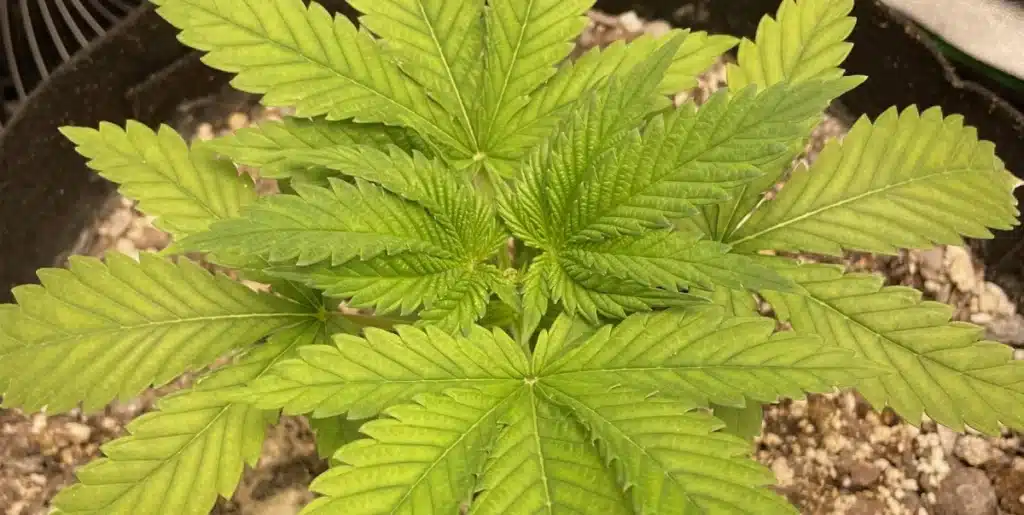 Close-up of a young Dougs Varin cannabis plant with vibrant green leaves in early vegetative growth.