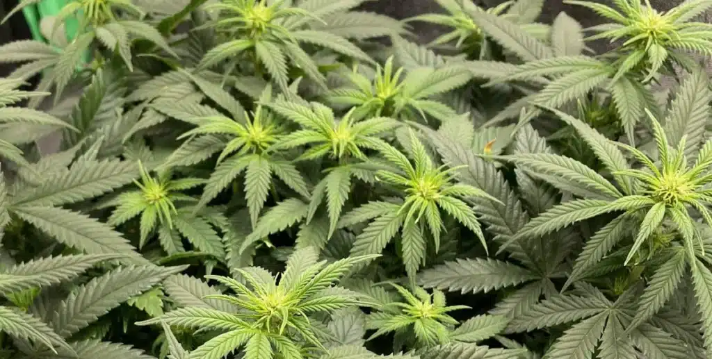 Multiple Dougs Varin cannabis plants in the flowering phase with dense foliage and early bud formation.