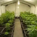 Indoor grow room with thriving Durban Poison seedlings under LED lighting.