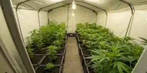 Indoor grow room with thriving Durban Poison seedlings under LED lighting.
