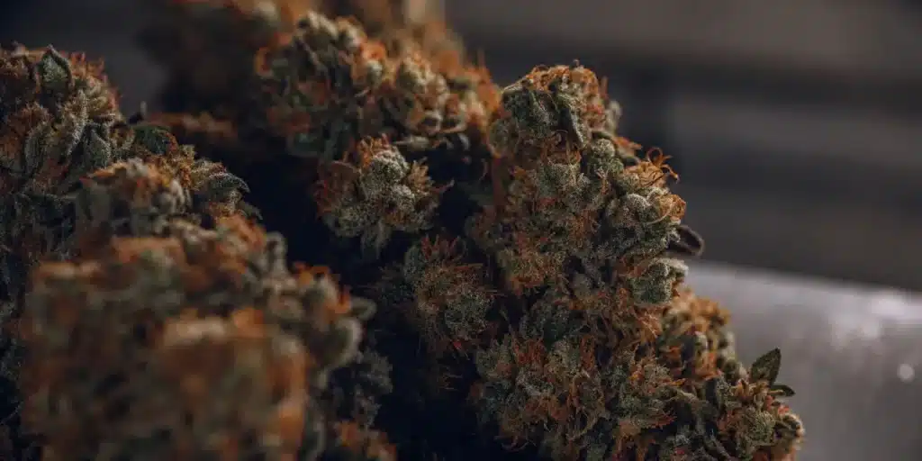 Close-up of Gary Payton cannabis buds with frosty trichomes and orange hairs under natural light.