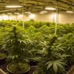 Indoor grow room with several Girl Scout Cookies plants illuminated by LED grow lights.