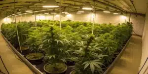 Indoor grow room with several Girl Scout Cookies plants illuminated by LED grow lights.