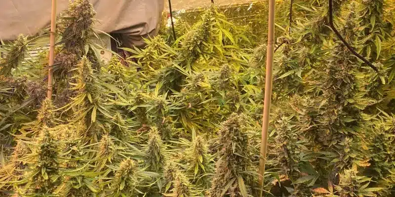 High THC Autoflower Seeds