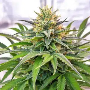 High THC Cannabis Seeds