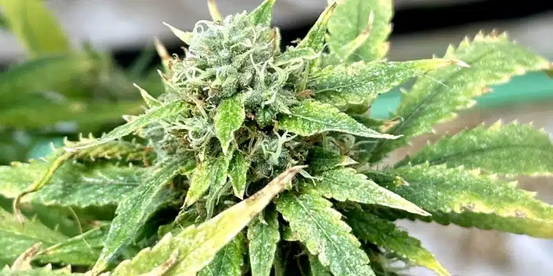 High THC Indica Strains Seeds