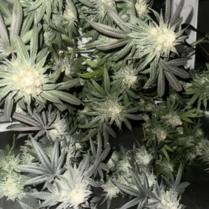 How To Grow Gary Payton Weed Strain