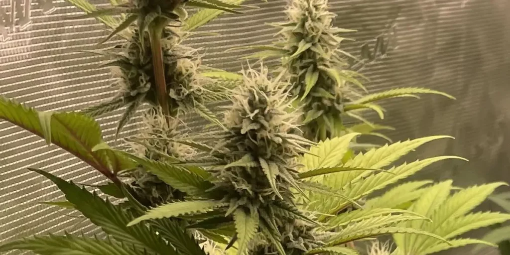 How To Grow OG Kush