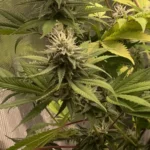 How To Grow OG Kush weed strain