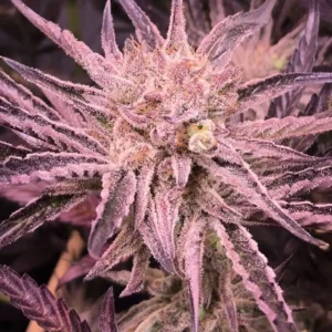 How To Grow Purple Haze Strain Seeds