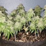 How To Grow Skunk #1 Seeds