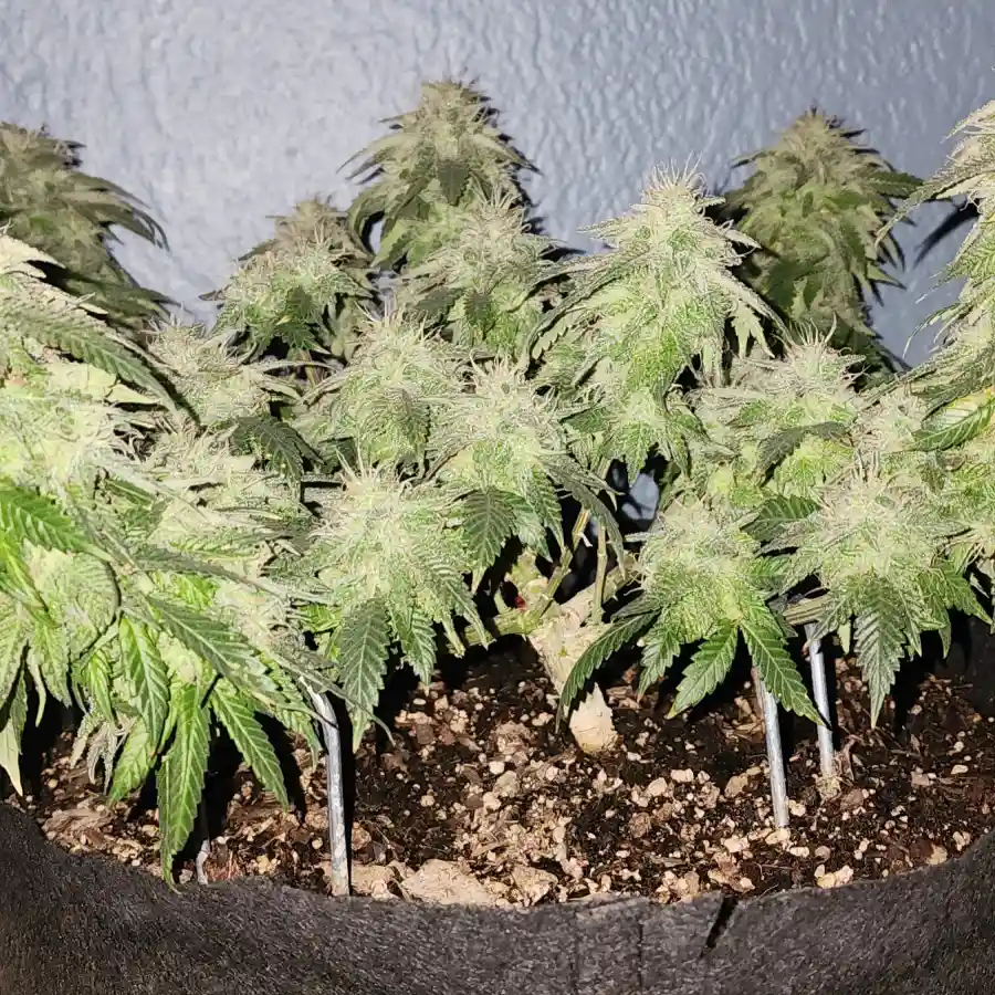 How To Grow Skunk #1 Seeds