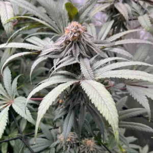 How to Grow Strawberry Cough