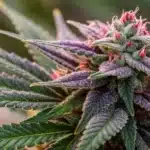 Macro close-up of resinous trichomes on a Khalifa Kush bud.