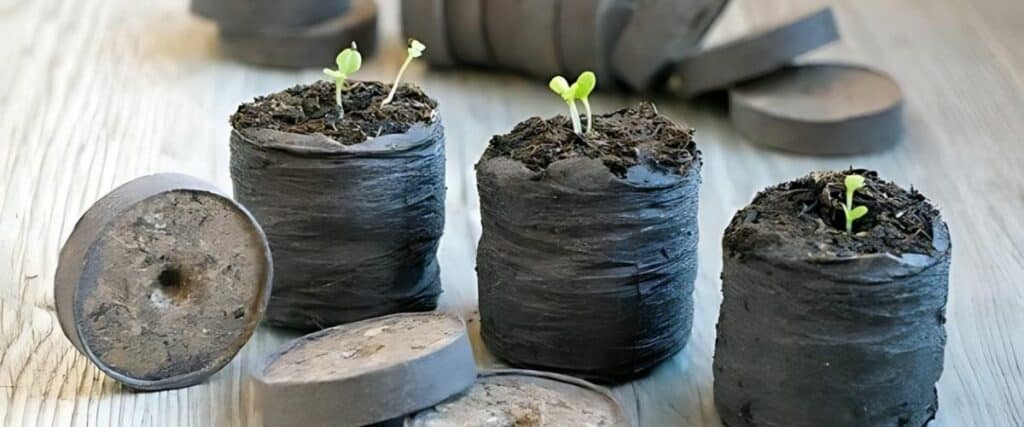 How to Overcome Common Obstacles with Non-Germinating Cannabis Seeds