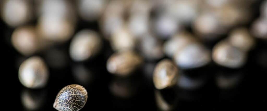 Revitalize old cannabis seeds effectively