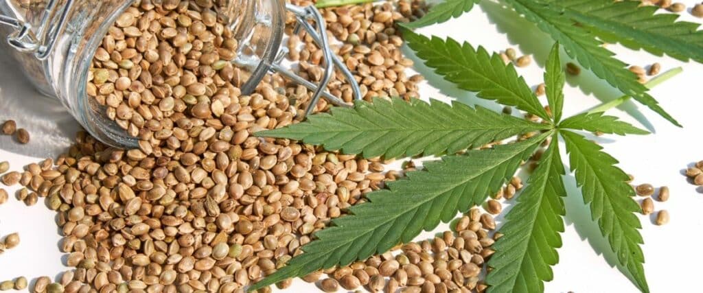 how to rejuvenate old cannabis seeds