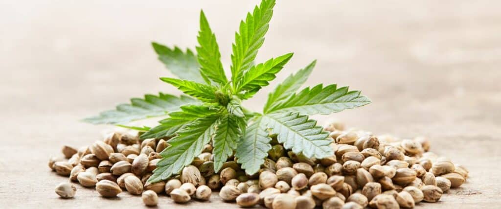 germinate old cannabis seeds