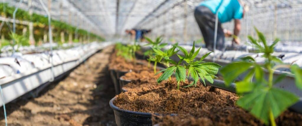 successful germination of old cannabis seeds