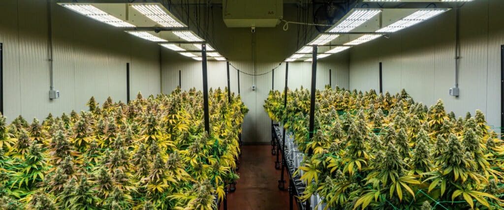 PPFD in cannabis cultivation