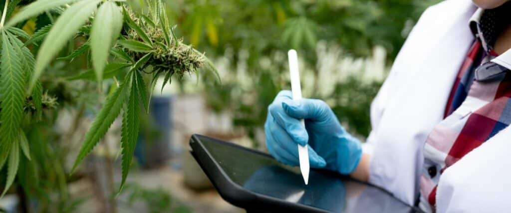 PPFD levels for cannabis seedlings