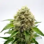 Pineapple Fruz cannabis bud covered in thick trichomes with light green leaves and orange pistils.