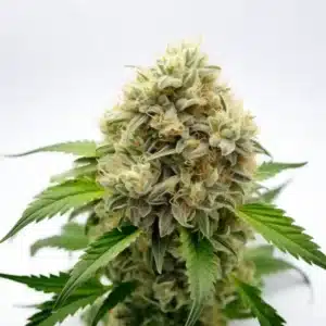 Pineapple Fruz cannabis bud covered in thick trichomes with light green leaves and orange pistils.