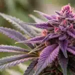 Detailed close-up of a Purple Gorilla Glue bud with rich purple coloration and abundant resin.