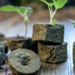 Use Rockwool Cubes for Cannabis Seeds