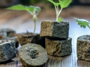 Use Rockwool Cubes for Cannabis Seeds