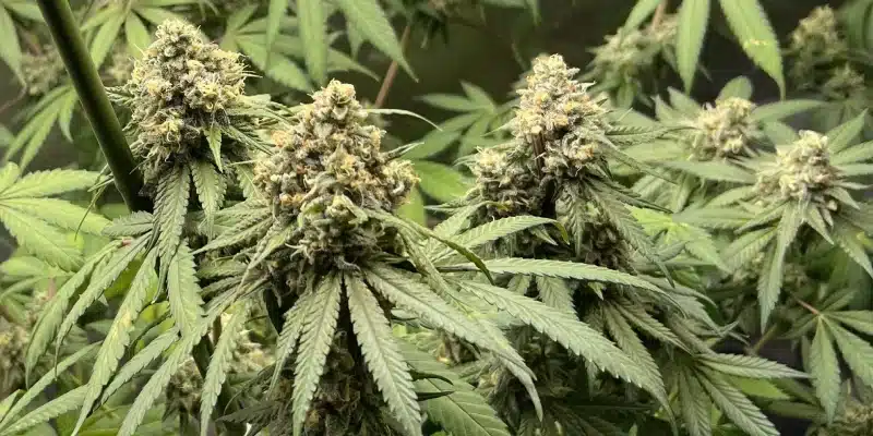 Sativa Seeds High THC