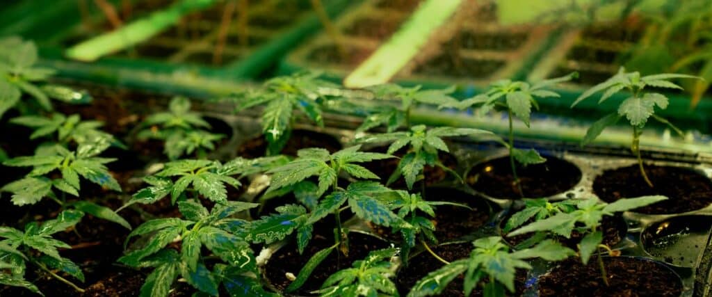 Soil quality in cannabis cultivation