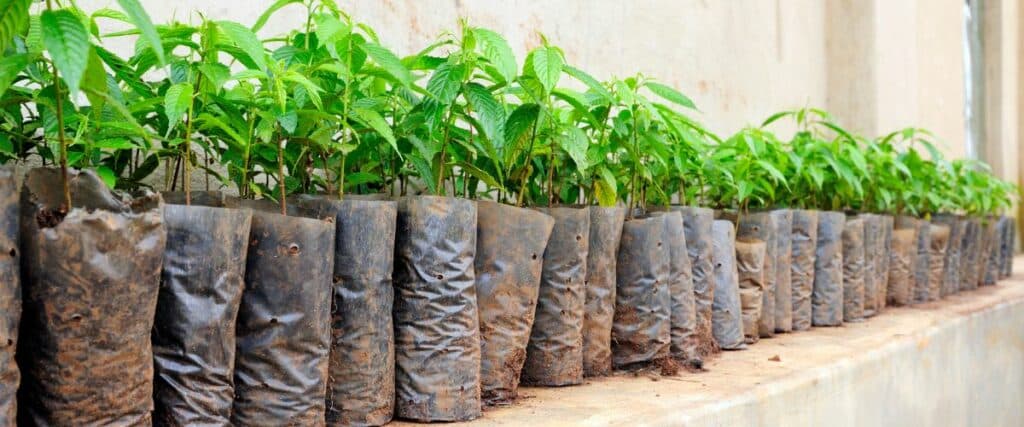 Growth and yield of the plants