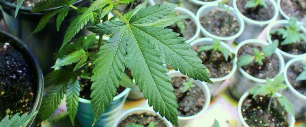 Soil provides a stable foundation for cannabis seedlings