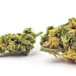 key differences between TAC and THC in cannabis